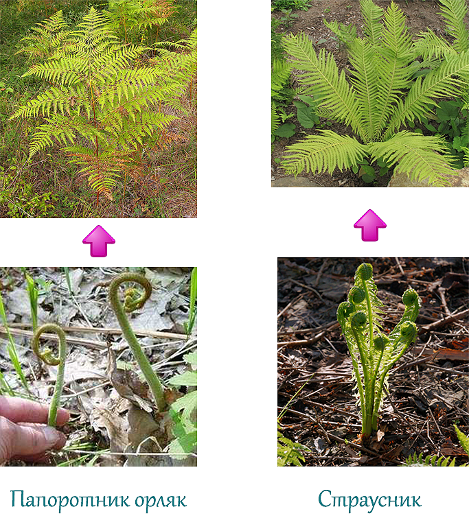 Рассмотрите рисунок Какие из изображенных папоротников встречаются в вашей местн
