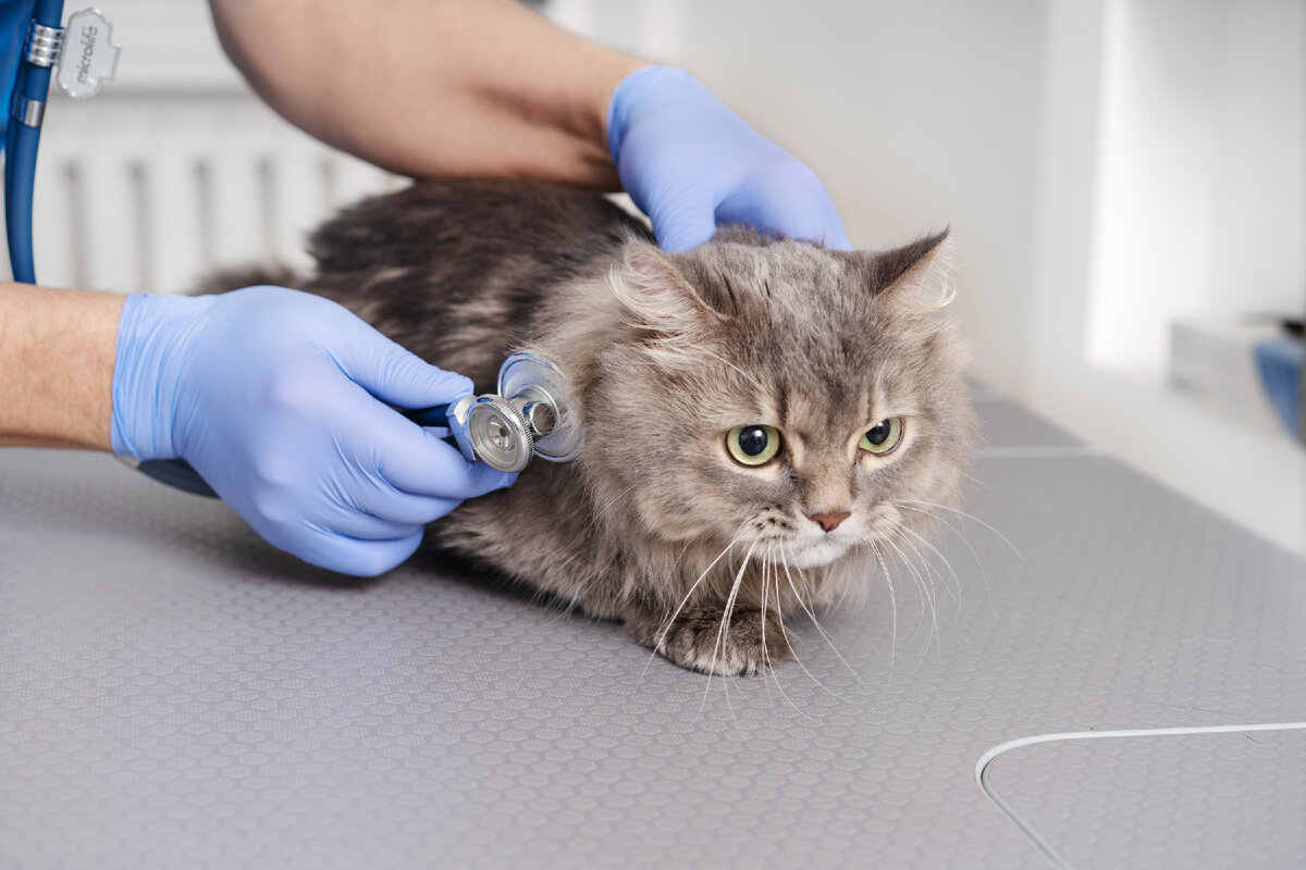 Фотография с ресурса https://unsplash.com