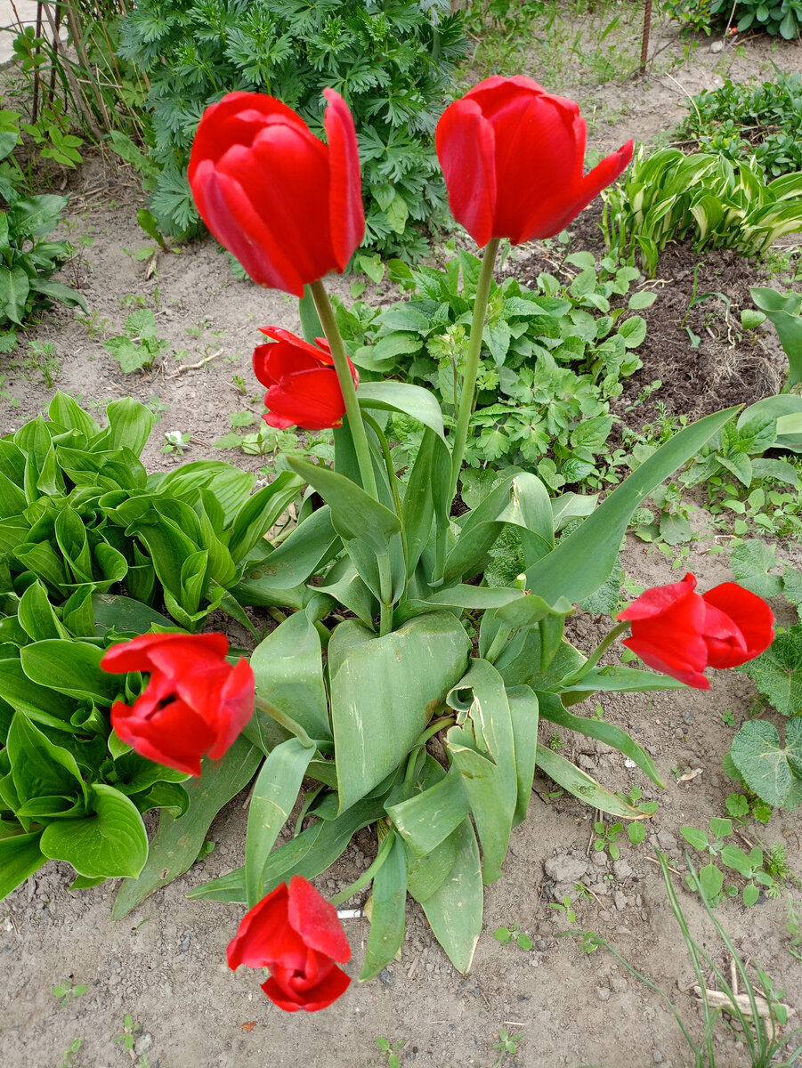 Всё у нас будет хорошо. 