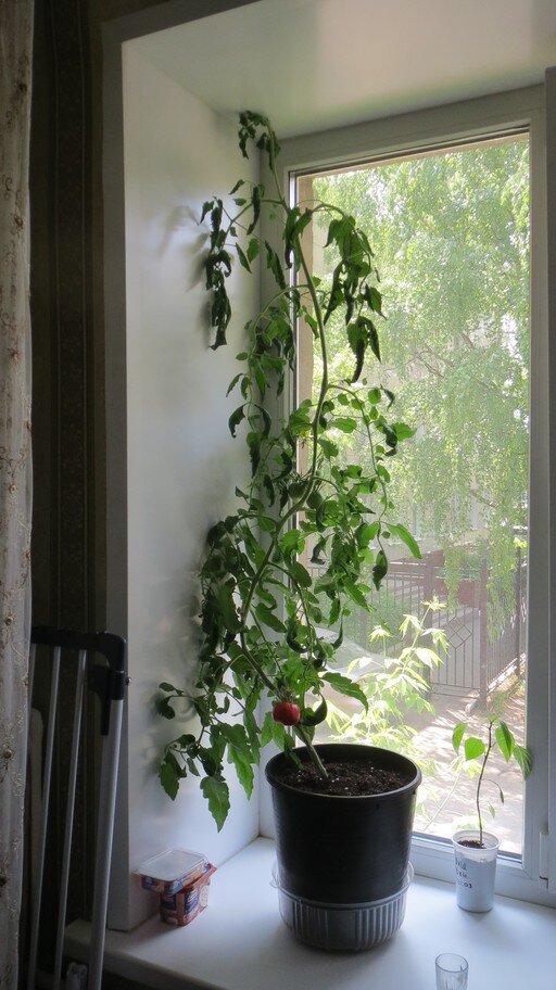 18 мая 2023 года. Томат Батяня, растёт в ведре.