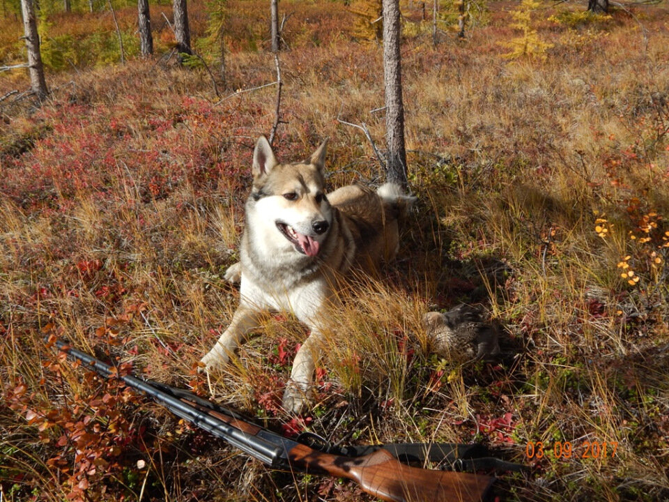 Яндекс. Картинки. 