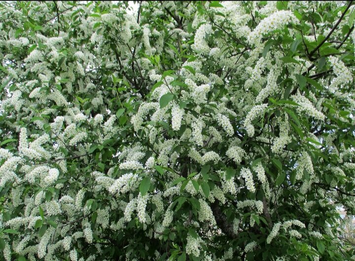 Тоже её фото.  Я так поняла,  что черемуха растёт прямо во дворе её дома.