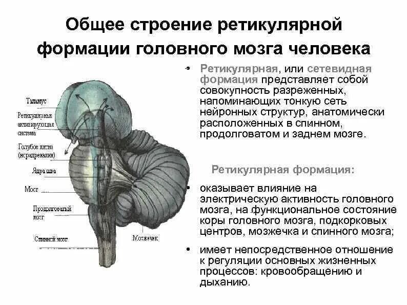 Ретикулярная формация фото