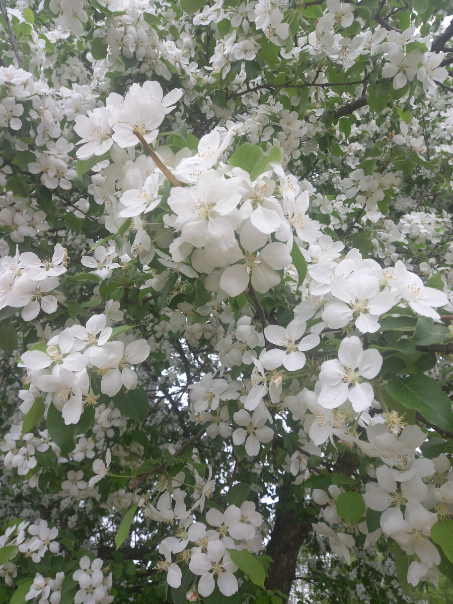 Яблоня в цвету. Фото автора