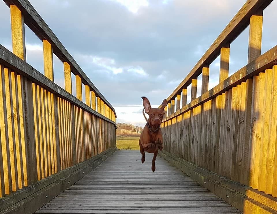 Фото © facebook/Zander The Flying Dog