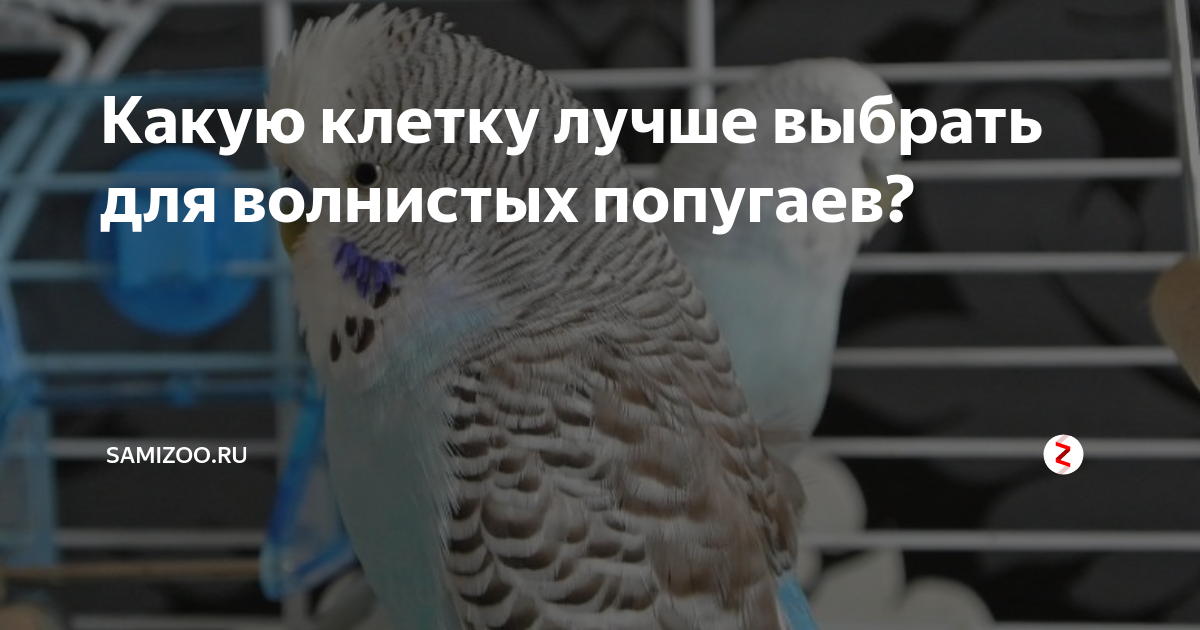 Какую клетку лучше выбрать для волнистых попугаев? | Сами с Усами l ...