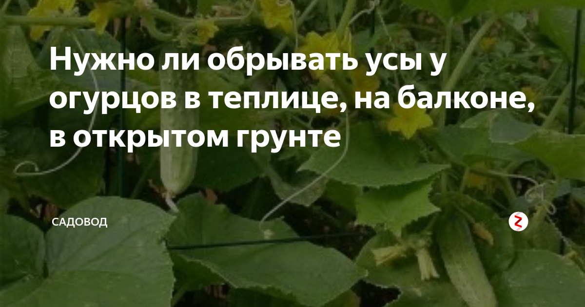 Нужно ли обрывать огурцы. Плодоношение огурцов подкормка. Подкормка огурцов в период цветения и плодоношения. Подкормка огурцов в теплице. Подкормка огурцов в период плодоношения.