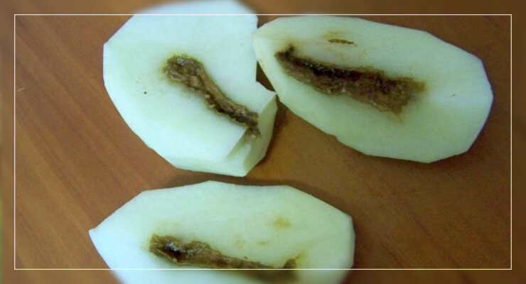 Картошка лопается внутри и начинает гнить