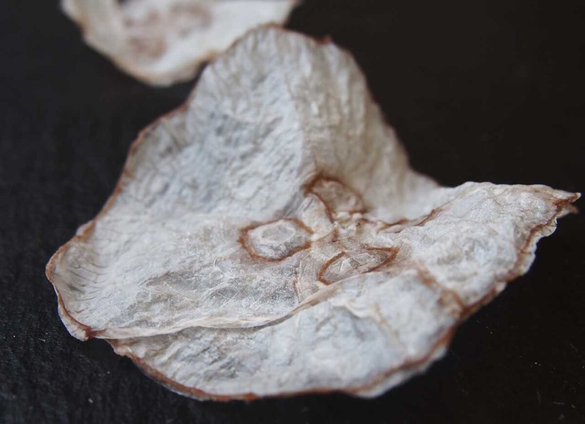 Чипсы из медузы | Mie T. Pedersen