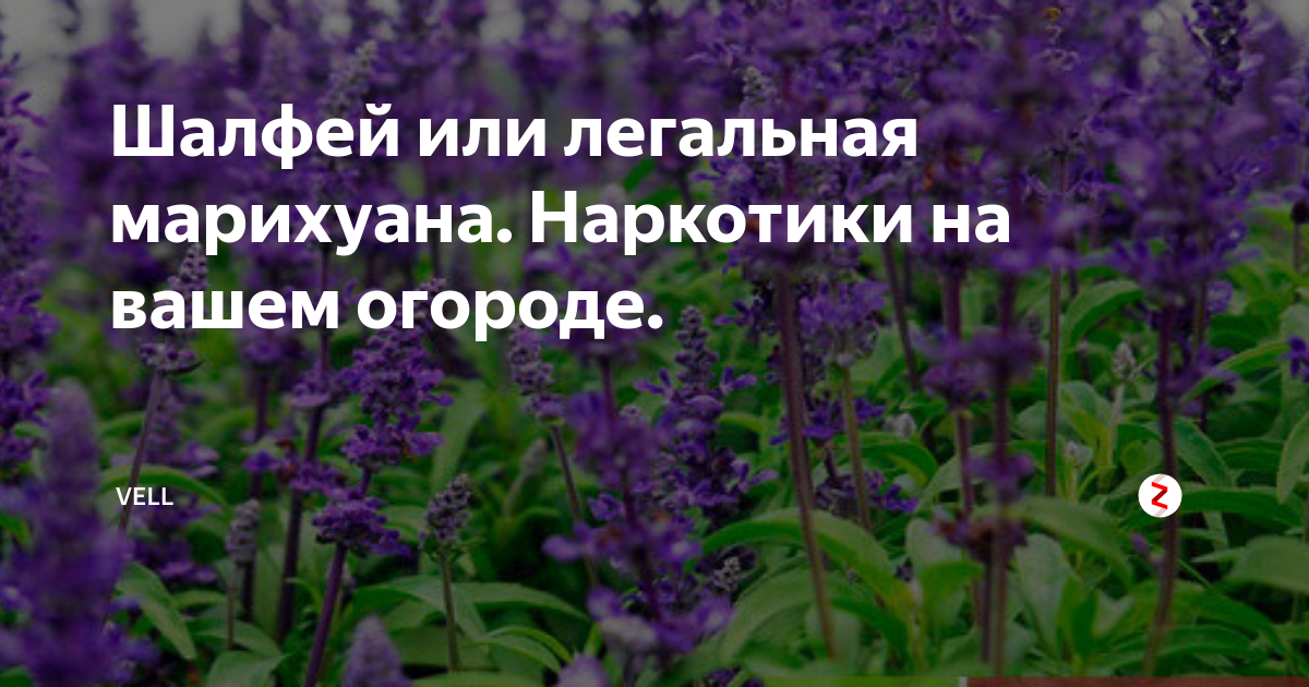 Шалфей галюцегенный. Сальвия дивинорум. Шалфей предсказателей растение.