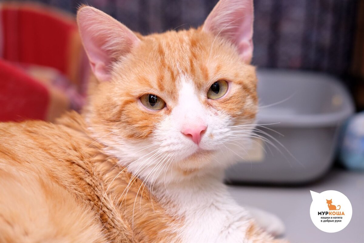 Рыжий кот. Рыжий кот из приюта. Рыжие котята из приюта. Азиатская табби кошка рыжая. Европейский гладкошерстный кот рыжий.