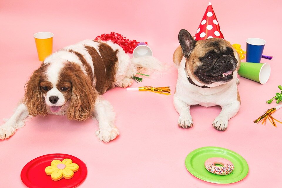 Как отметить день рождения собаки: идеи для праздника и безопасность