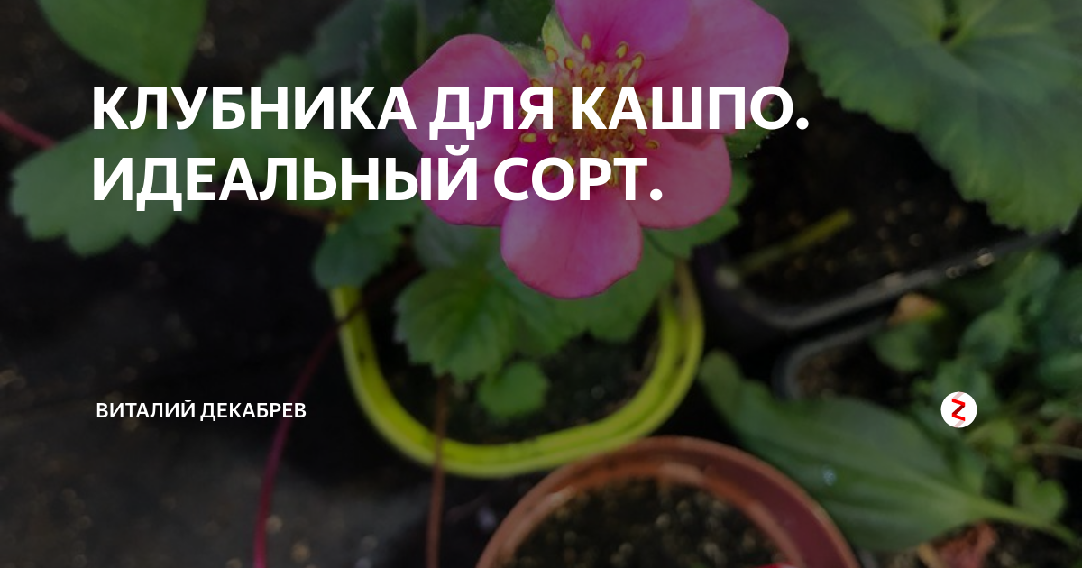 КЛУБНИКА ДЛЯ КАШПО. ИДЕАЛЬНЫЙ СОРТ. | Дачный Угодник Виталий Декабрёв ...