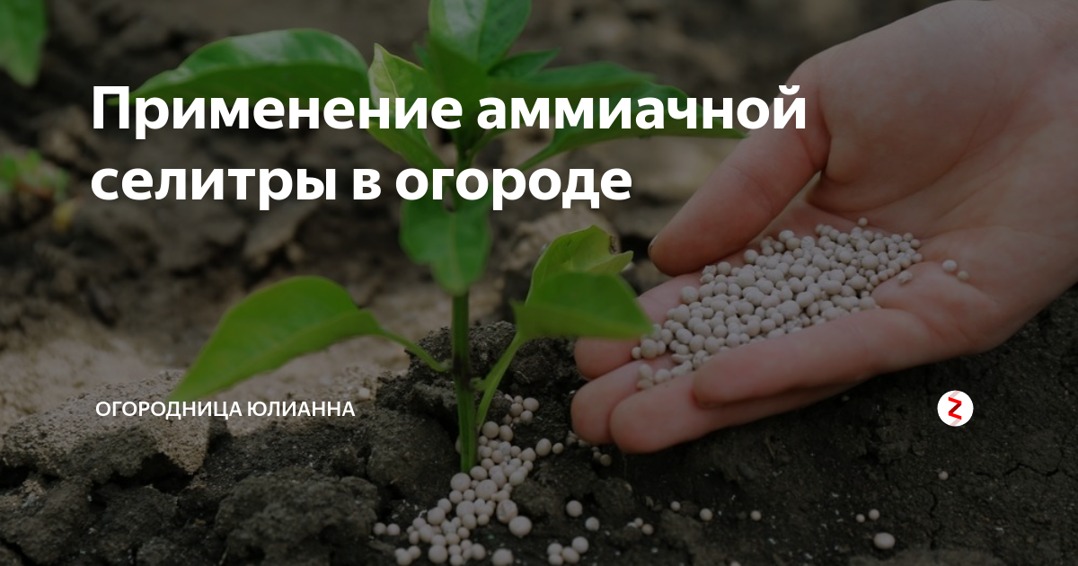 Селитра как удобрение использование на огороде. Аммиачная селитра применение в огороде. Подкормка аммиачной селитрой ежевику. Количество селитры в огород.