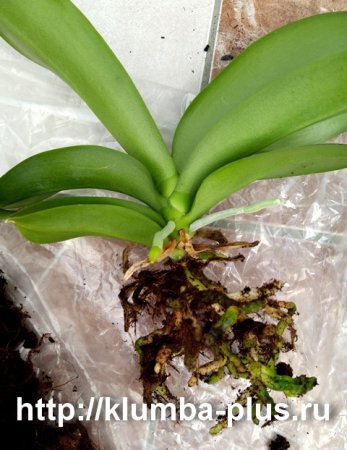 Пересадка орхидеи: как правильно пересадить орхидею в домашних условиях