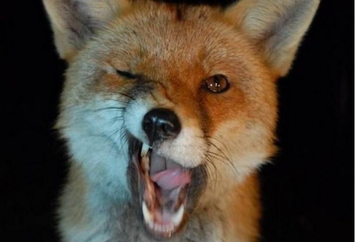 Foxy, когда Вы молодцы)