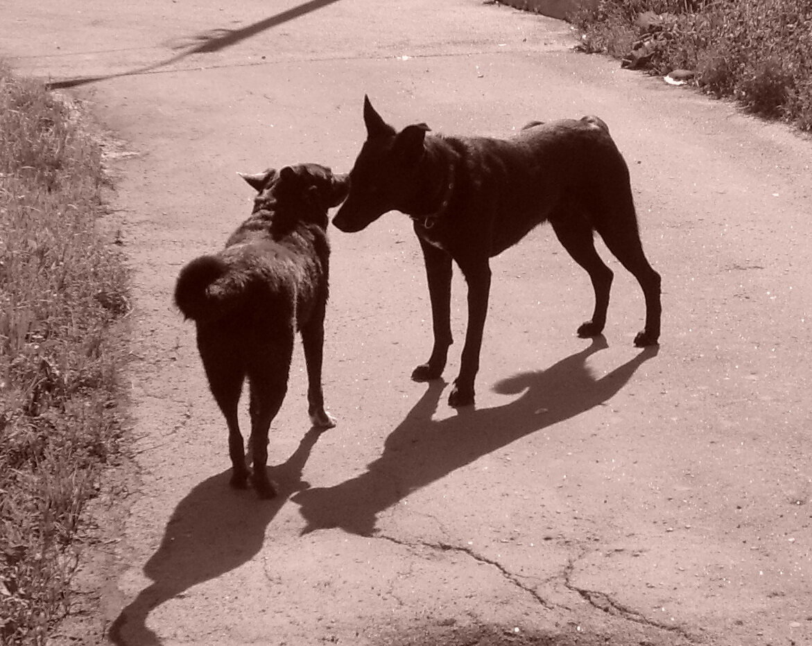 Это не тот пес, но похож. Того, увы, у нас фотоархиве нет.