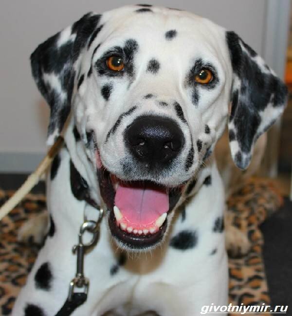 фото взято с https://givotniymir.ru/wp-content/uploads/2017/04/dalmatinec-sobaka-opisanie-osobennosti-uxod-i-cena-dalmatinca-6.jpg