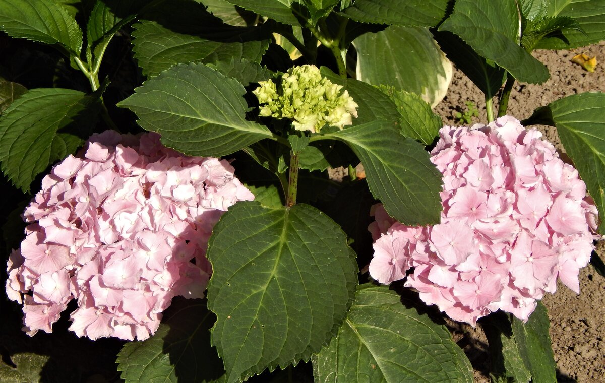 Cuando se puede podar la hortensia