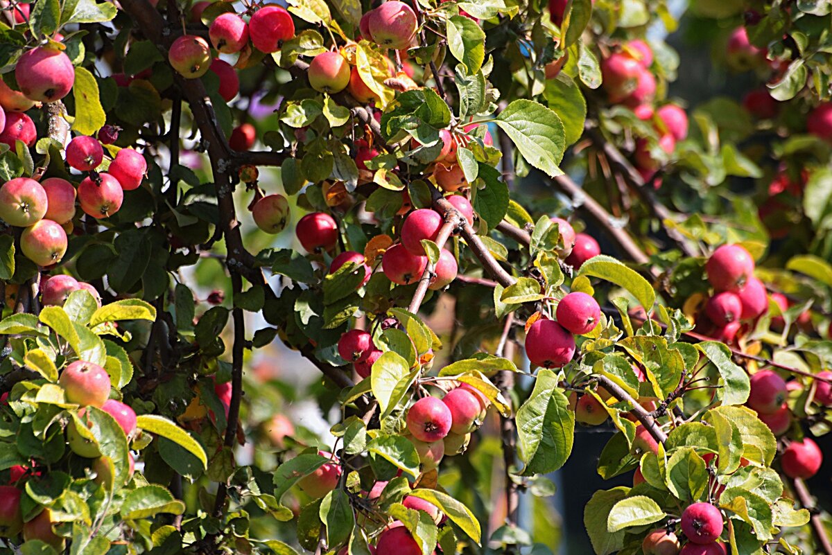 Фото Беллы Никоновой. Яблоки на яблоне в Соломенном (район Петрозаводска)