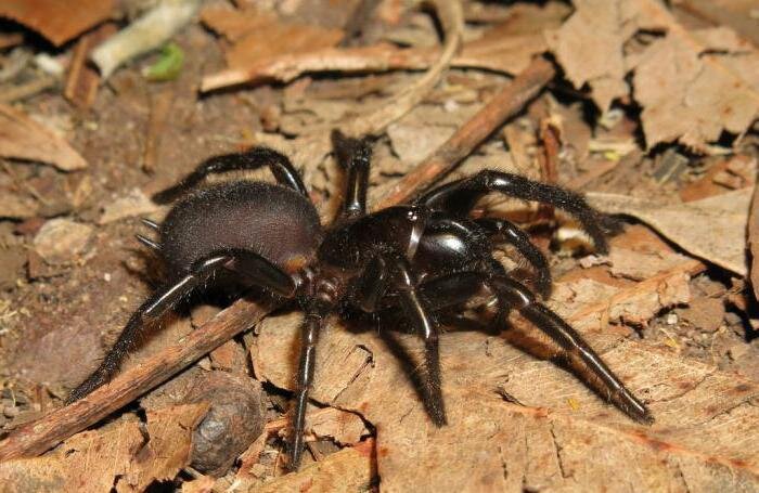 Сиднейский атракс