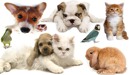 Для каждого животного необходим свой набор медикаментов. Тем не менее, существует и оптимальный набор предметов, которые обязательно должны быть в домашней ветеринарной аптечке.