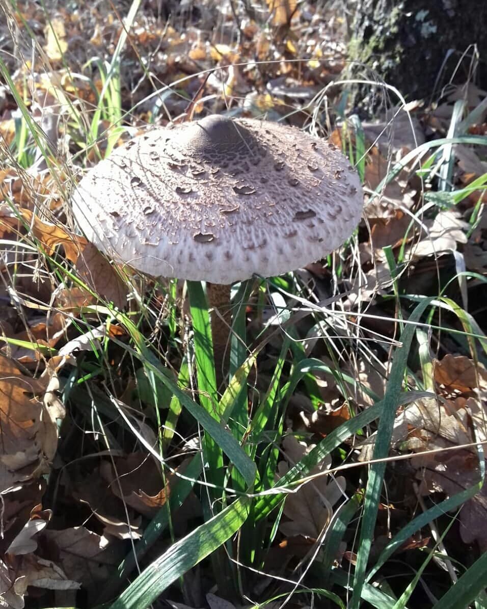 Съедобные и несъедобные грибы Краснодарского края