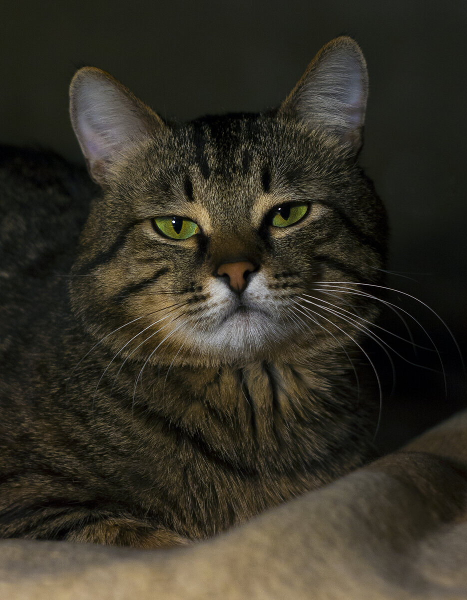 Кошка с зелеными глазами: тебе сложно дверь открыть?