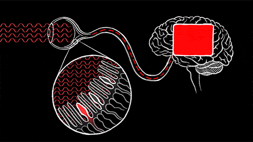 Разные типы колбочек чувствительны к разным длинам волн спектра. Источник изображения: sola.ai