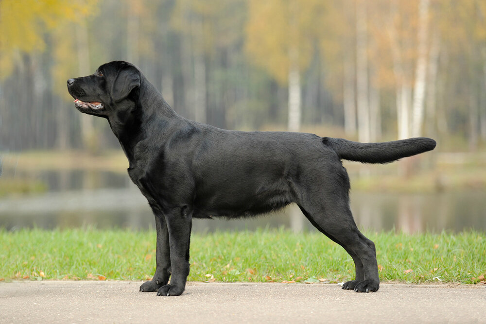 ROYAL CANIN корм для щенков Labrador Retriever Puppy (12 кг)