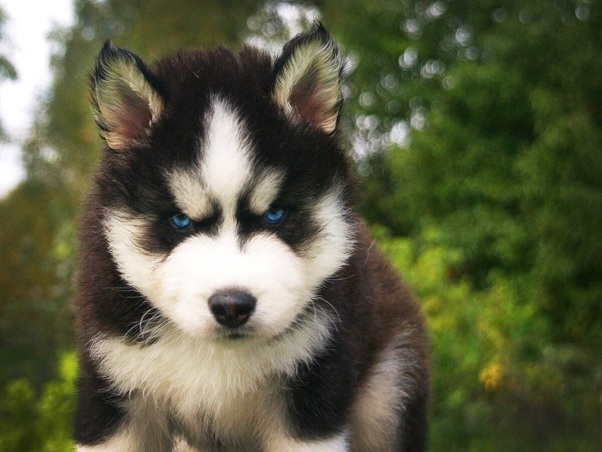 Собаки хаски с голубыми глазами (67 фото) - картинки телеателье-мытищи.рф