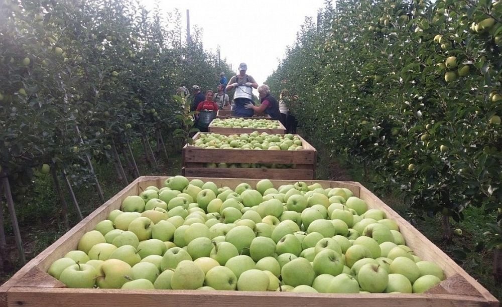 Уборка яблок в садах Севастополя. Фото: севлайф.ру 