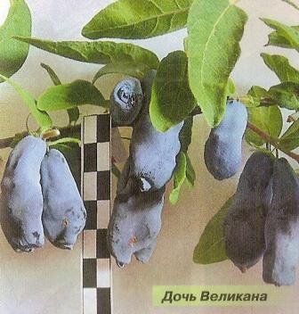 Куст сорта Дочь Великана высокий, среднеплотный, овальный. Ягоды очень крупные (массой 1,8-2,5 г), по форме напоминают перевёрнутую запятую, тёмно-фиолетовые с сильным восковым налётом, отчего кажутся сизыми. Вкус у ягод десертный, кисло-сладкий, они очень хороши при заморозке. Созревание среднепозднее, растянутое. Урожайность 3,1-3,5 кг с куста.