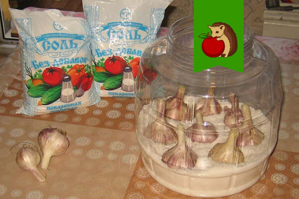 Фото: http://proogorodik.ru/wp-content/uploads/2017/09/hranenie-chesnoka-sol.jpg