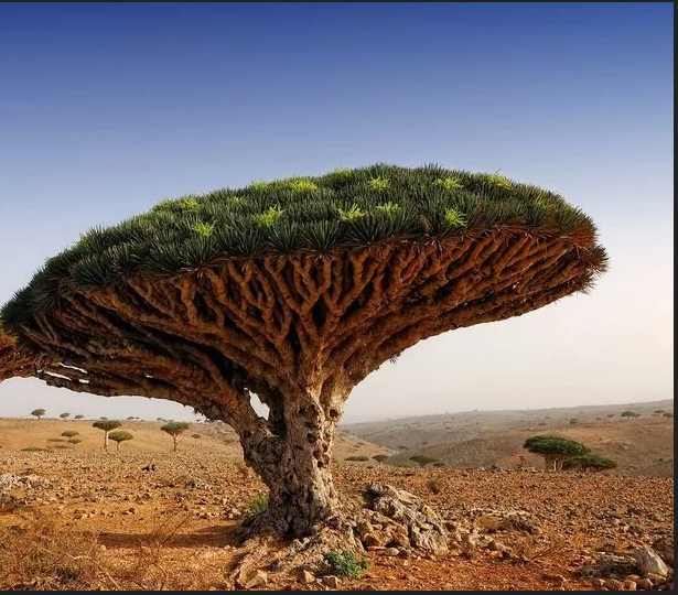 Речь пойдет о самом широком и величественном дереве на свете .Способном прожить прожить 2000- 6000 лет посмотрите на этого красавца.