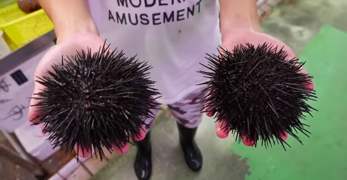 Морские ежи (лат. Echinoidea)