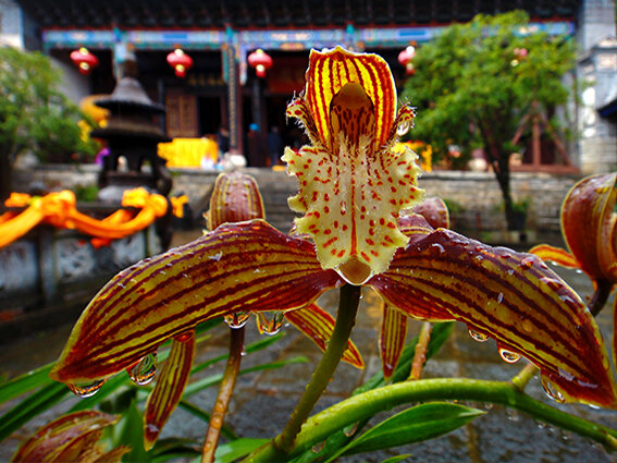 Дневник жизни дзен храма У Вэй (Китай)