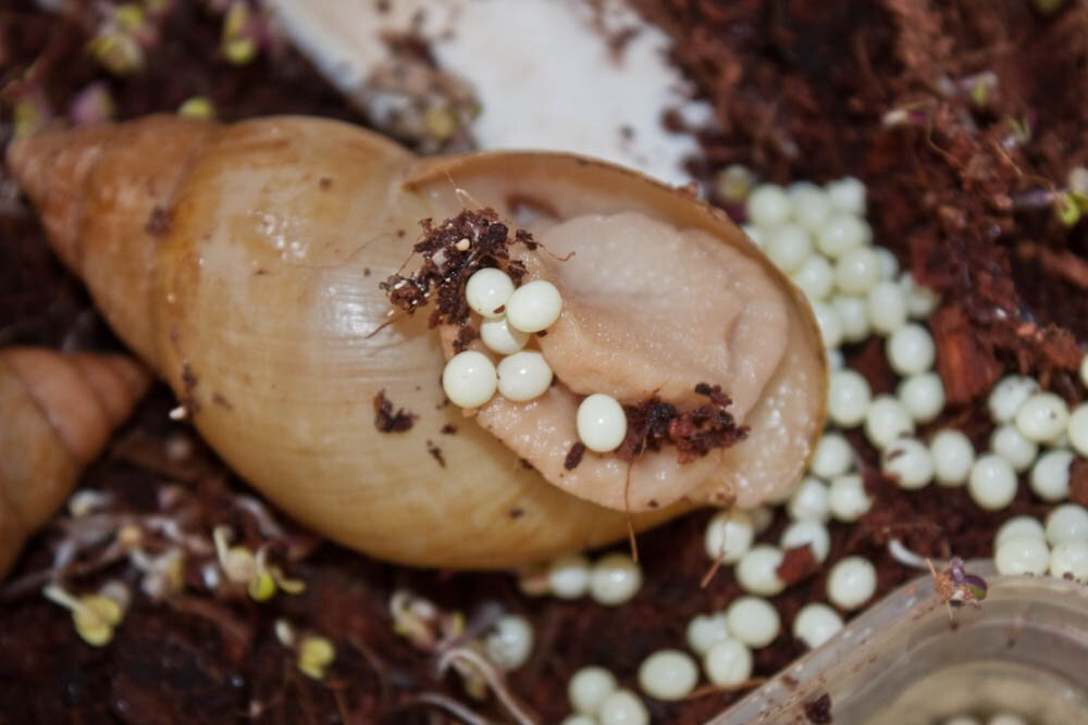 Улитка ахатина откладывает яйца. Ахатина фулика (Achatina Fulica). Улитка фулика альбино. Ахатина фулика яйца. Яйца улиток ахатин.