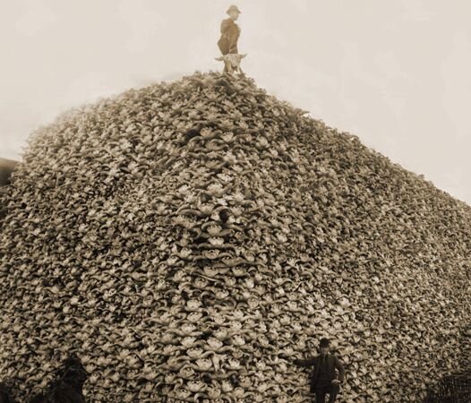 До 1870-го бизоны истреблялись очень активно. Животные были на грани вымирания. Снимок наглядно демонстрирует, как много особей было убито за короткий период.