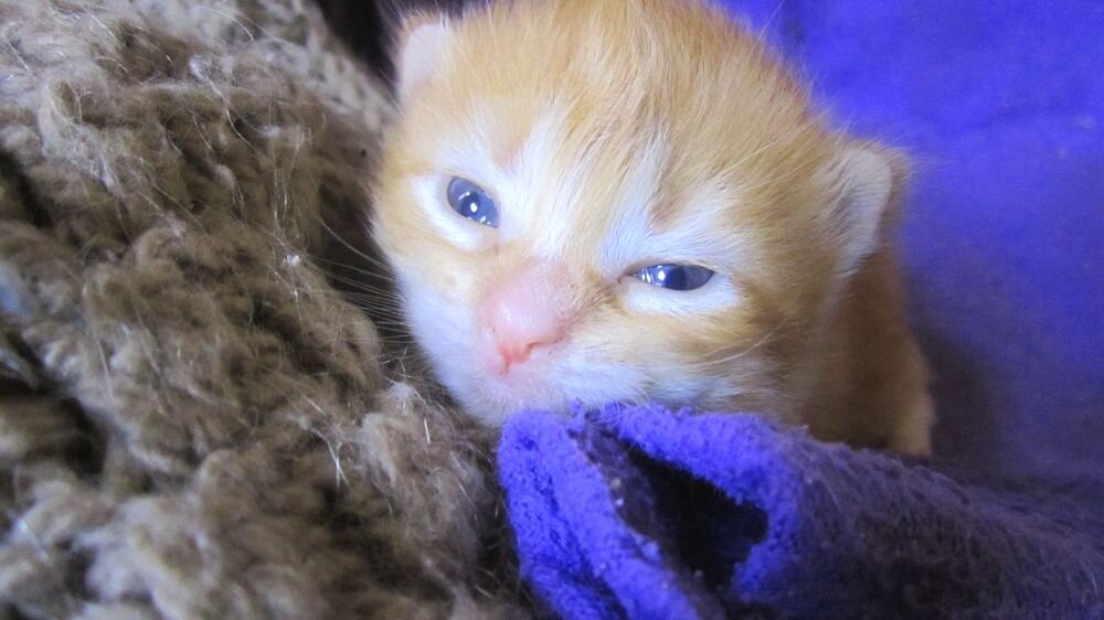 Фото автора Елены Цыбы, котику Руди две недели - он "золотой", глаза - две бисеринки голубого янтаря. Дата снимка: 08.08.2013 г. 