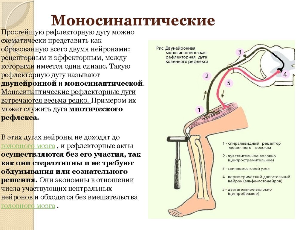 Физиология разминки | Доктор Шилов: Медицина. Спорт. Путешествия. | Дзен