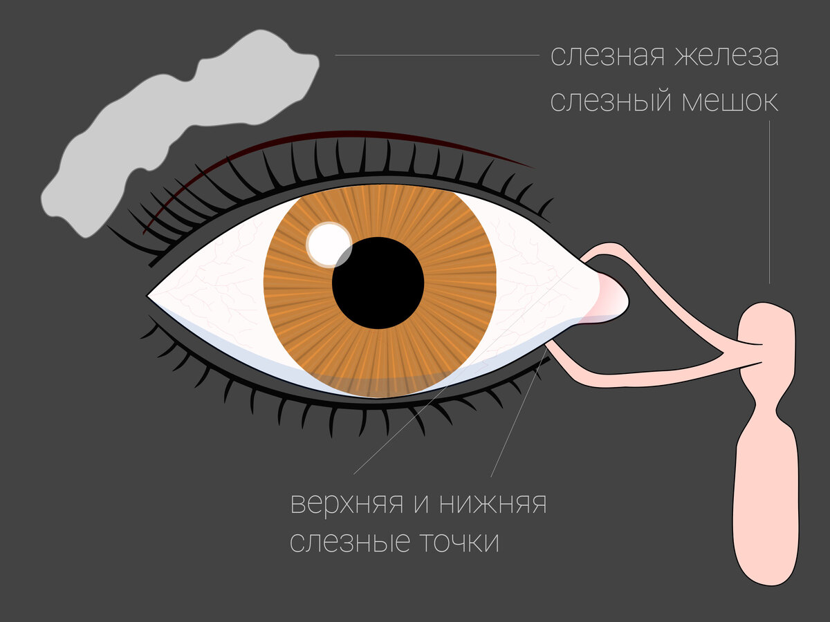 Строение слезной железы