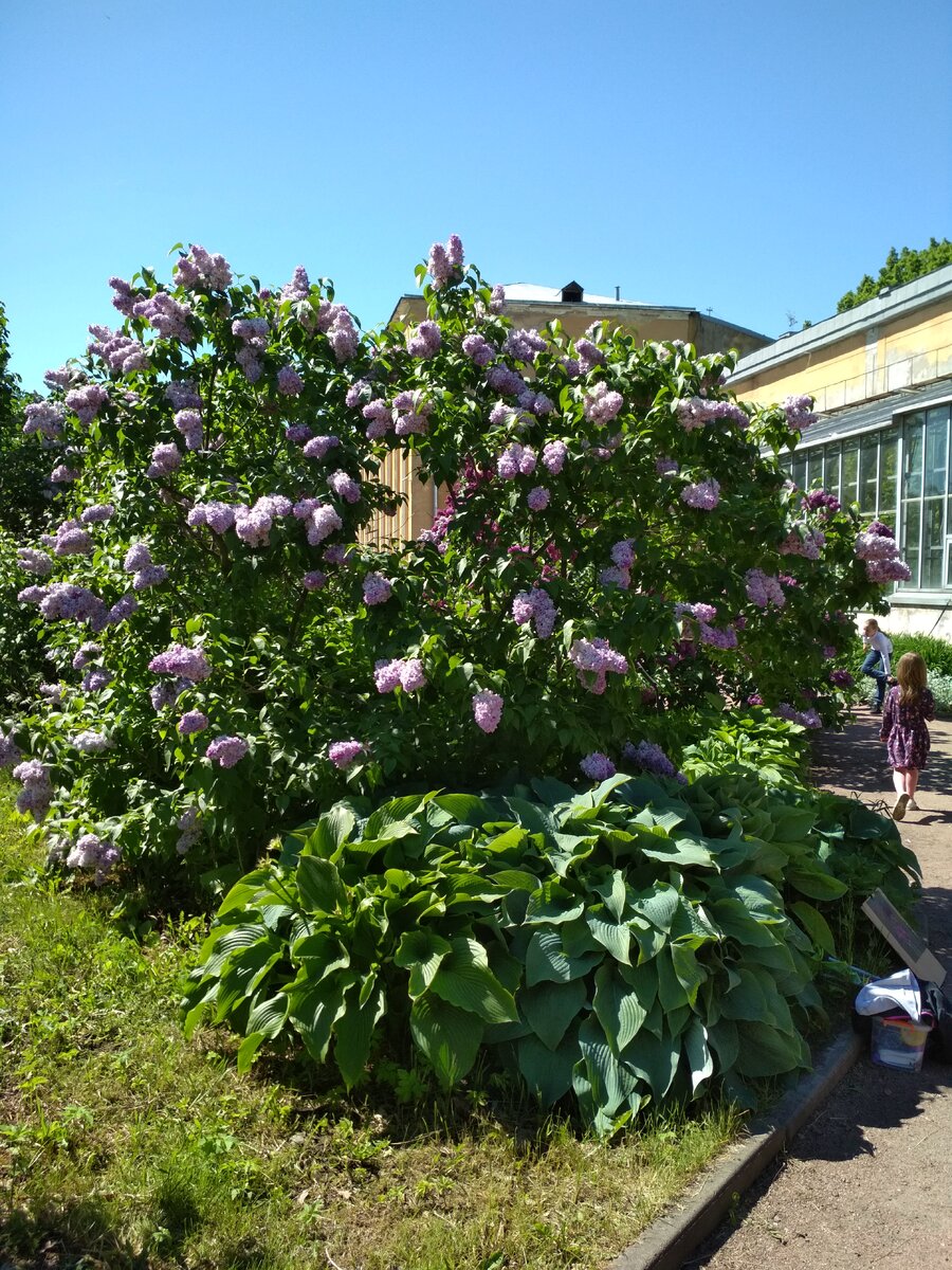 Сирень, ее там несколько видов, у каждой свой аромат...