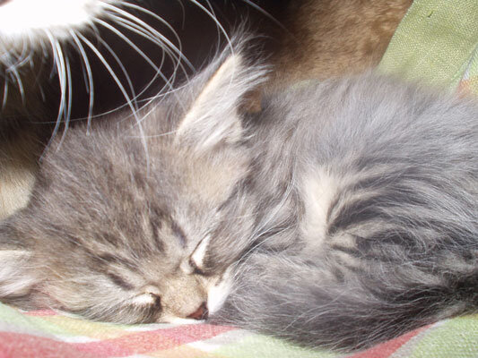 Кто-то из Чучиных старших братьев. А в углу - мамины усы.