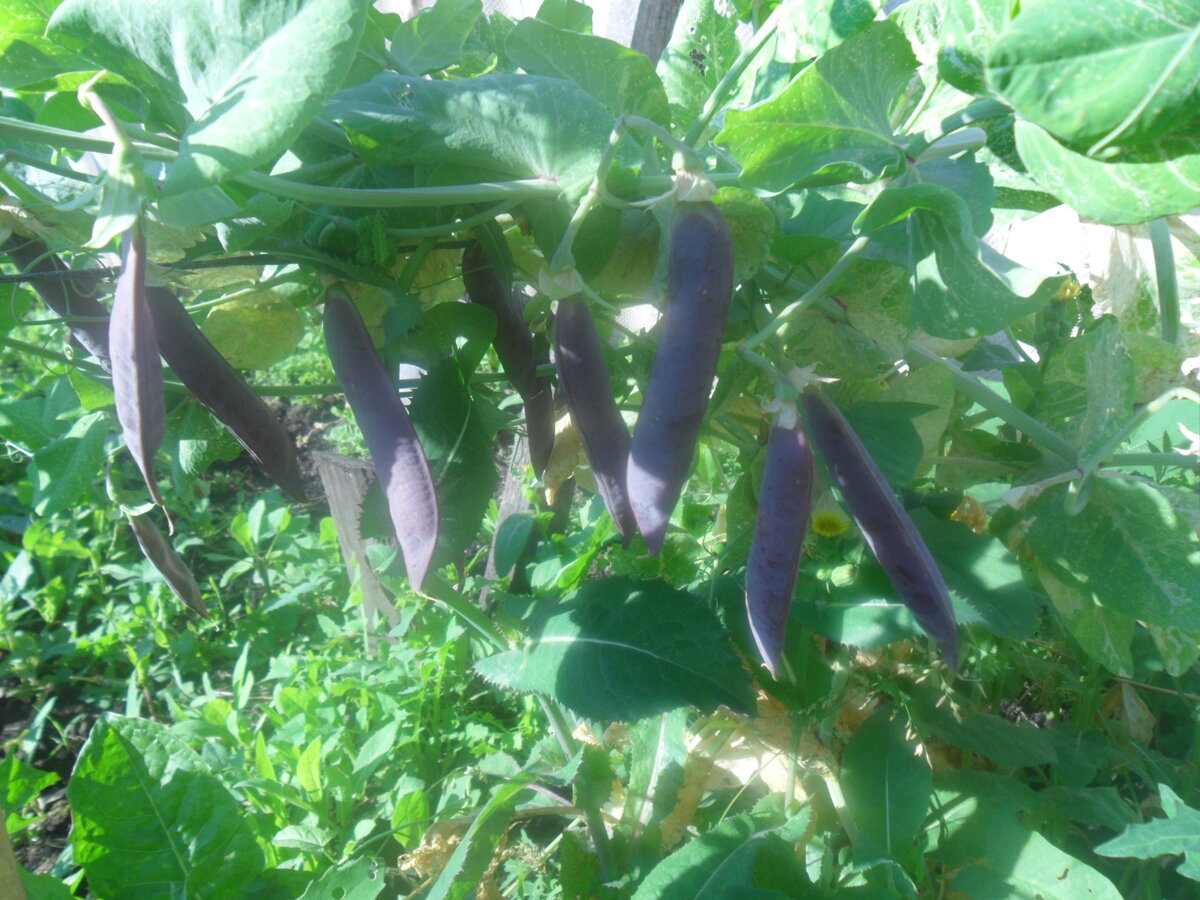 Горох в моем огороде