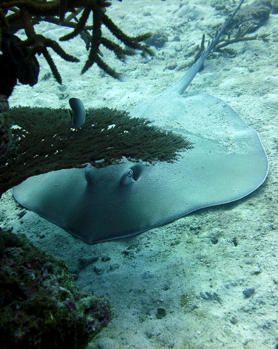 Скаты Средиземного моря. Скаты. Скат фото. Морские дьяволы.