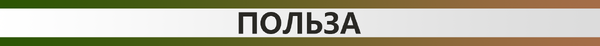 Полезен ли лук после 50 лет