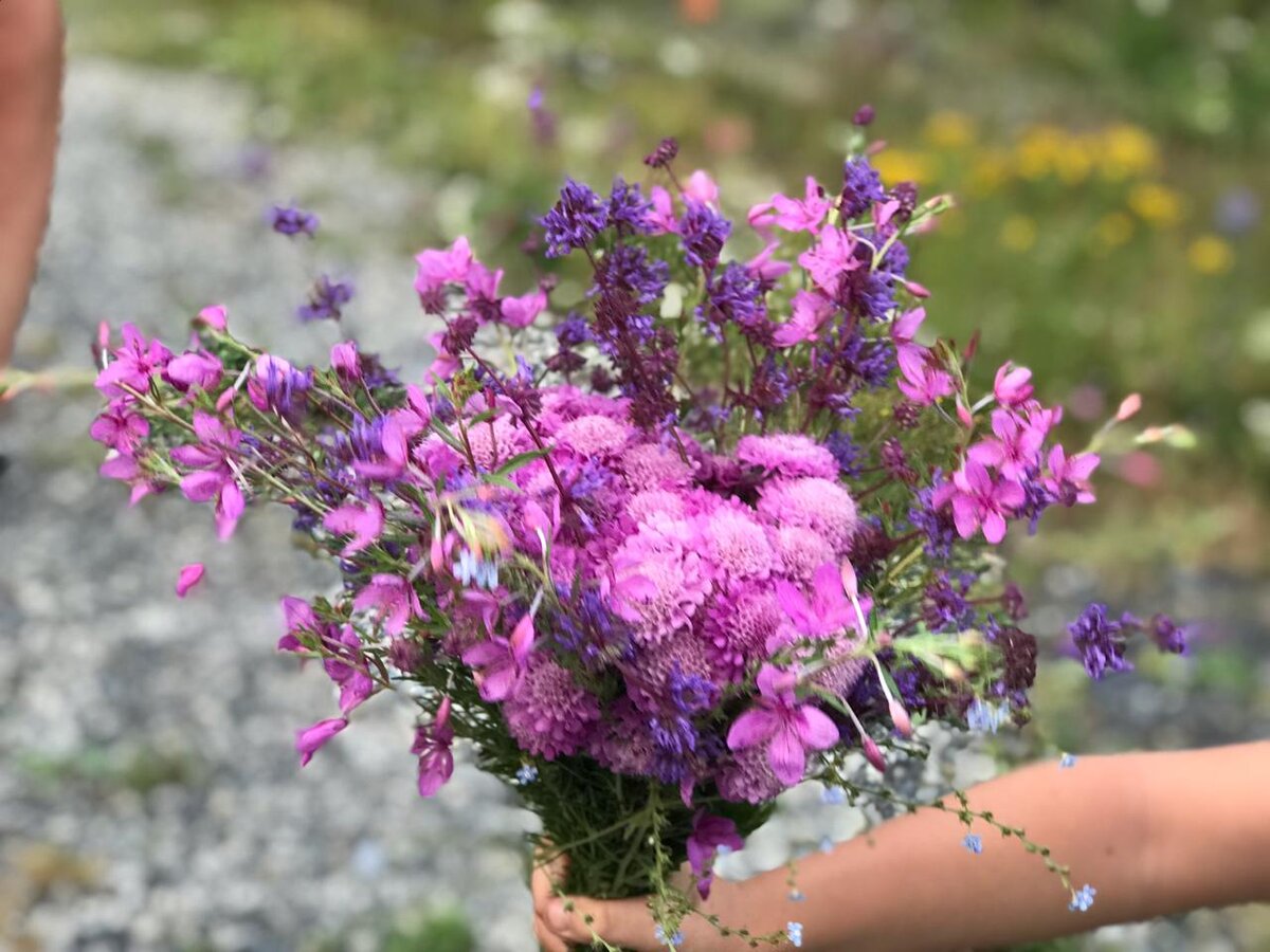 Что может быть лучше, чем букет цветов подаренный любимым вами мужчиной? Конечно же ничего скажу я! Горы Кавказа полны разнообразием цветов. Этот регион один из самых богатых по числу цветущие растений в России. Их политра на столько богата, что при виде цветушей горы разбегаются  глаза от такой красоты. Свой цвет начинают они очень рано.В начале апреля уже появляются маленькие цветочки, выглядывают из слегка подрастаевшего снега... радуют нас, говоря о том, что зима ушла и на смену приходит долгожданная весна  и лето.А значит вместе с ними пришло время приятных сюрпризов.. Утренних букетов, чтобы утро по настоящему стало добрым и радостным! 