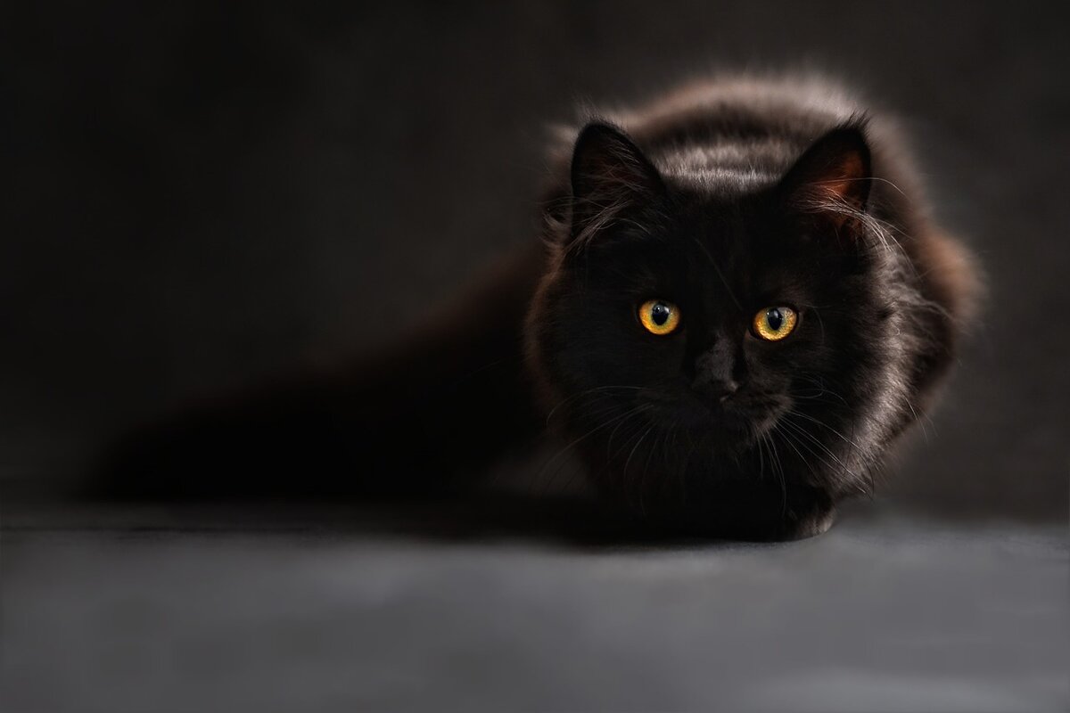 Изображение с сайта Pixabay
