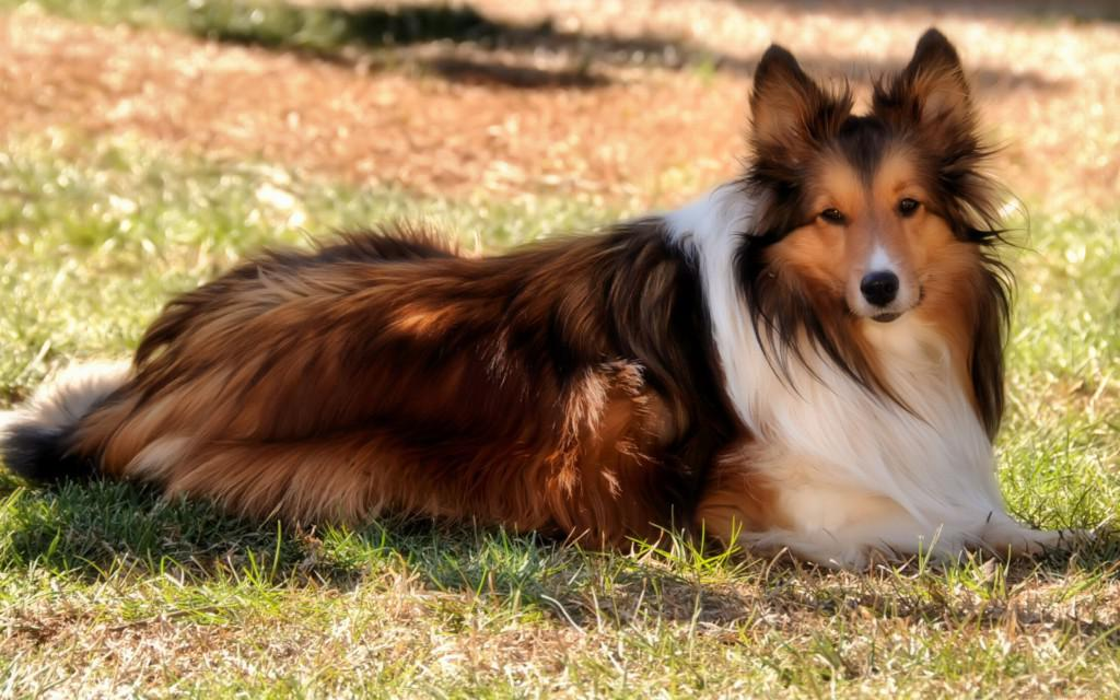 Длинношерстная колли